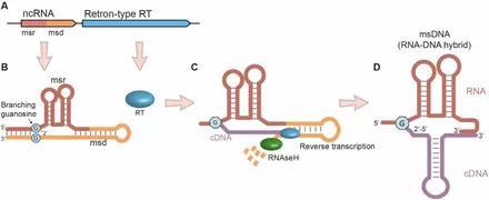 Retron——抵抗噬菌體殺傷，有望克服細(xì)菌耐藥性